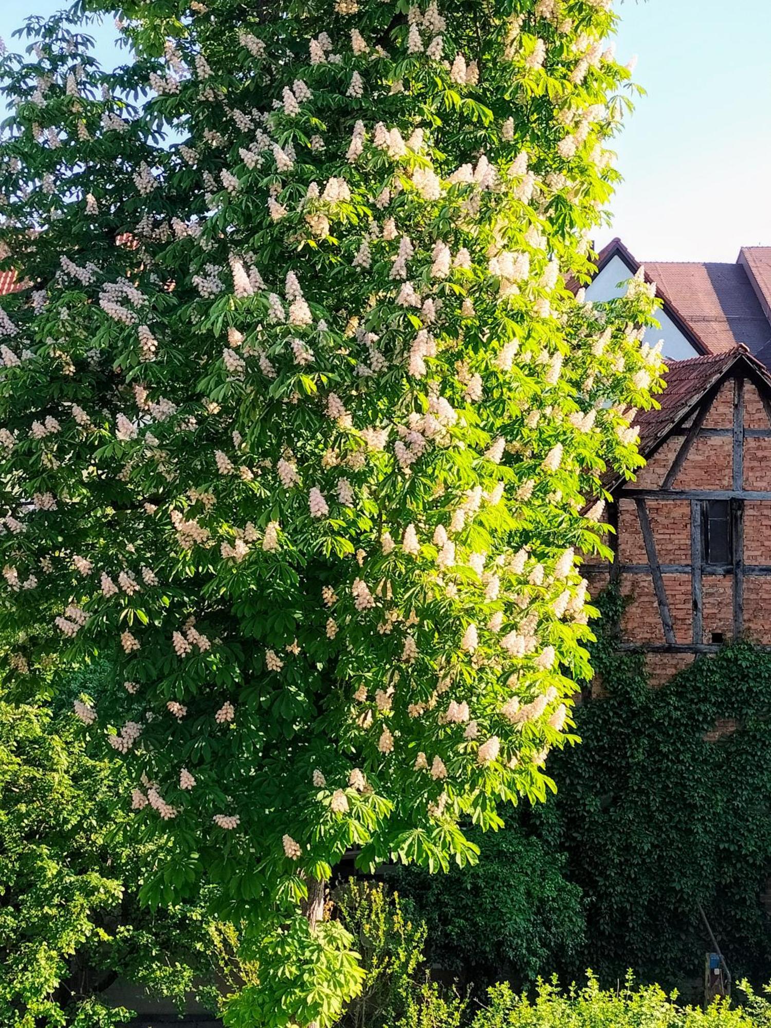 Alte Stadtmauer - Apartment Sinsheim Dış mekan fotoğraf