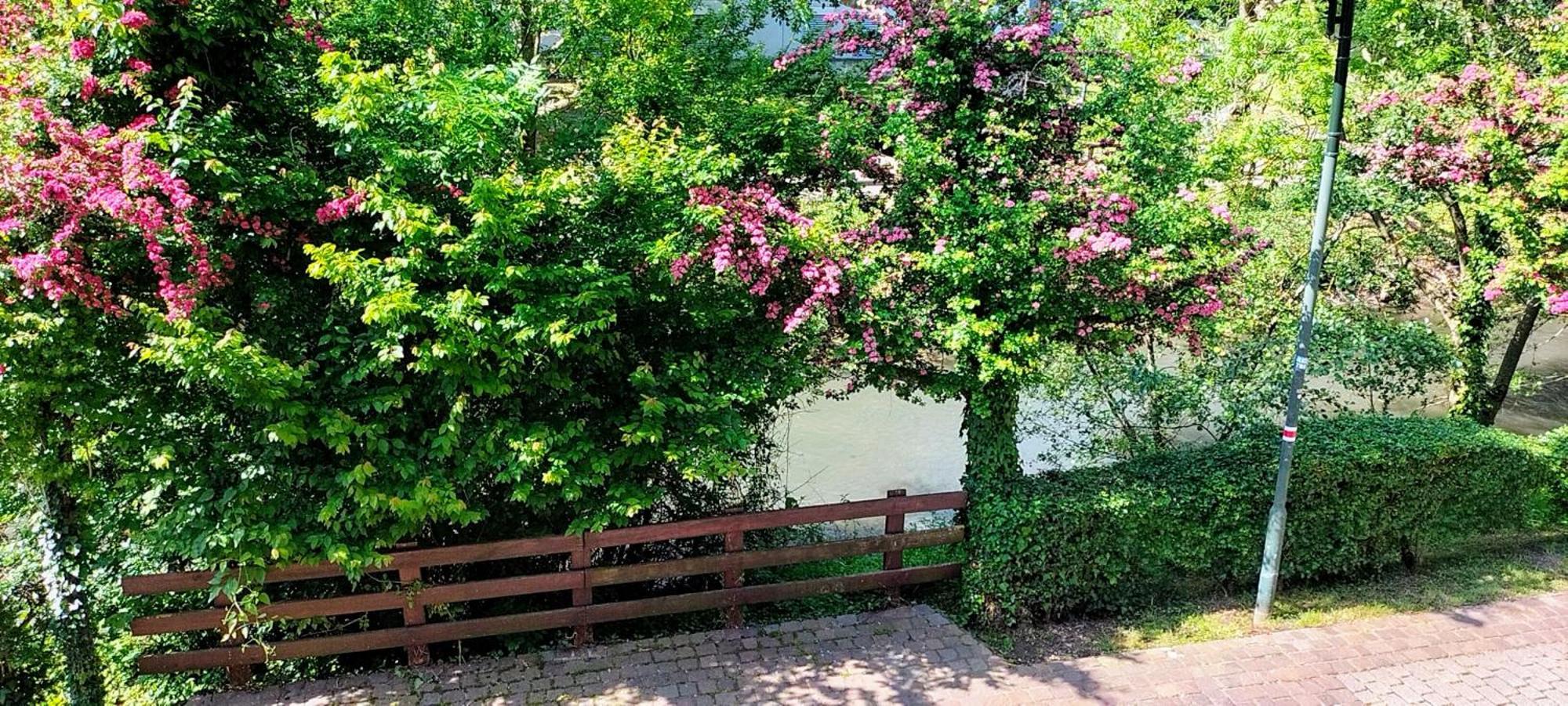 Alte Stadtmauer - Apartment Sinsheim Dış mekan fotoğraf